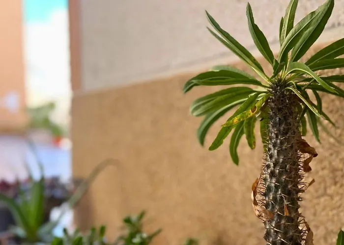 Apartment Charming Flat With Swimming Pool 500 M From Playa Del Cura! Torrevieja